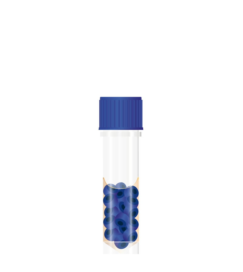 Bacterial Storage Beads