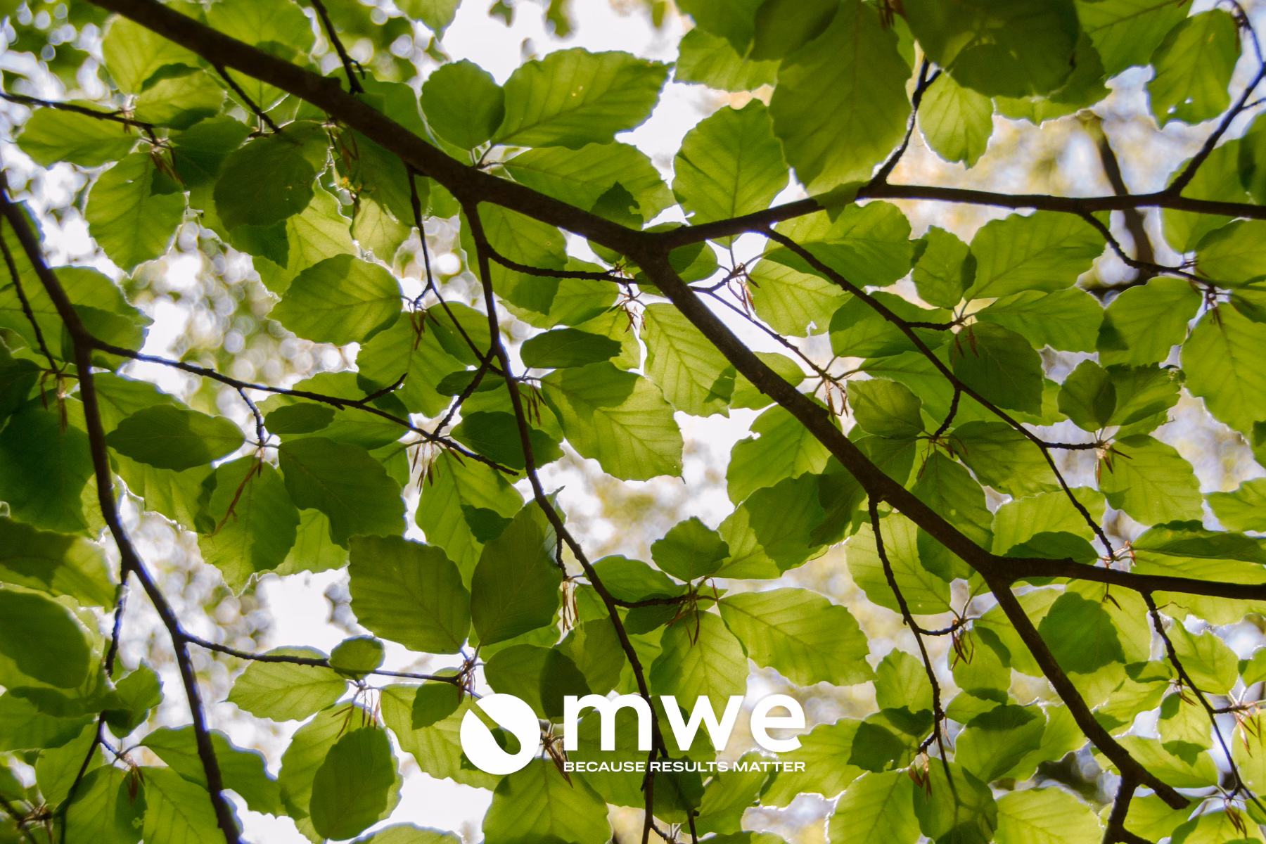 Green Leaves with MWE Logo as MWE leads the way with sustainability in it's packaging